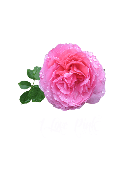 Rose Water